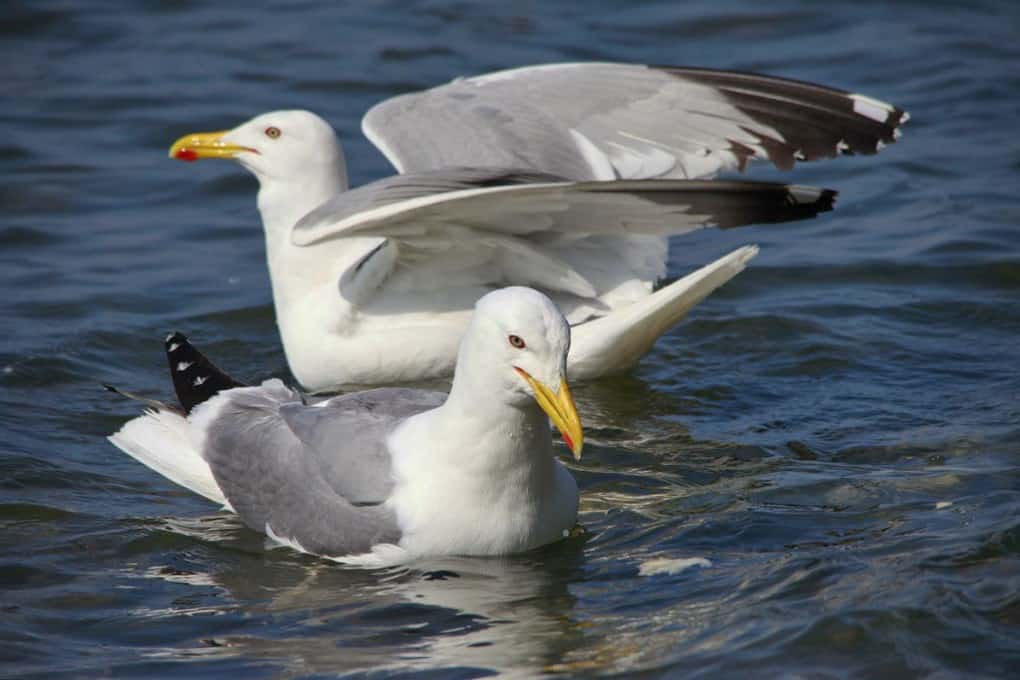 Gulls Can Drink Salt Water