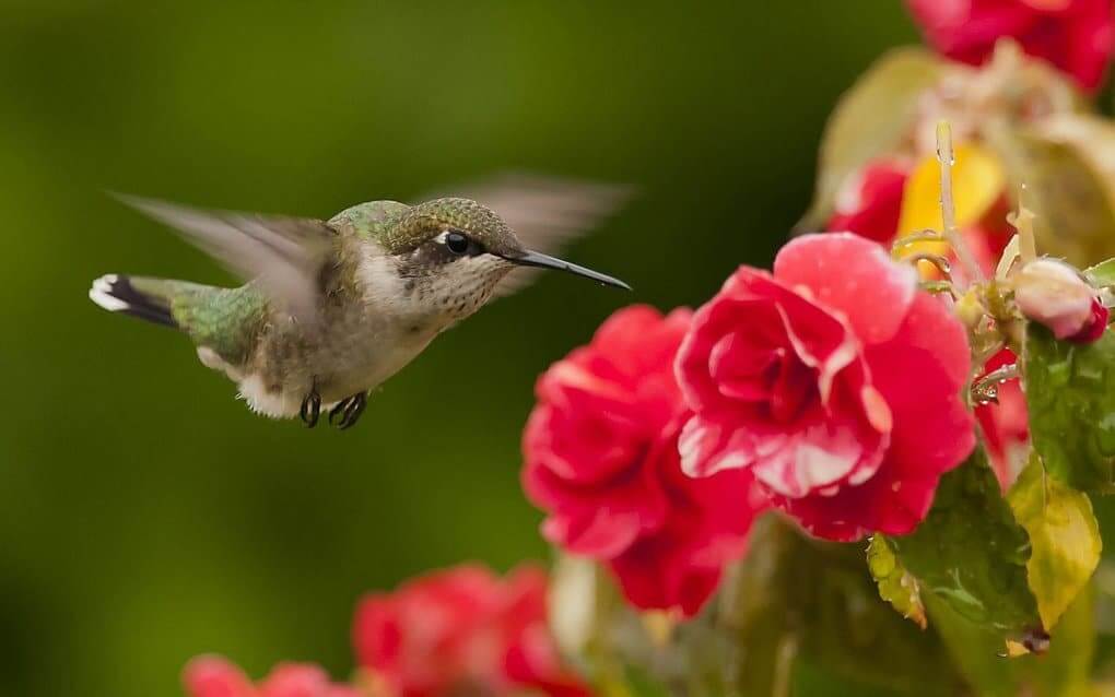 Hummingbird Eats 2 Times More Than Its Own Weight Per Day