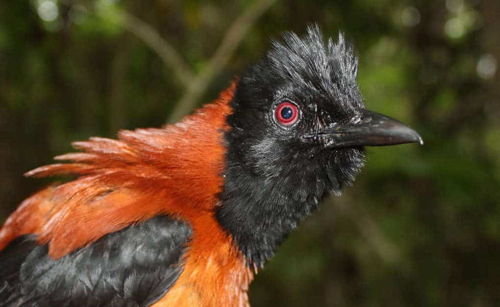 There Are 6 Species Of Venomous Birds In The World