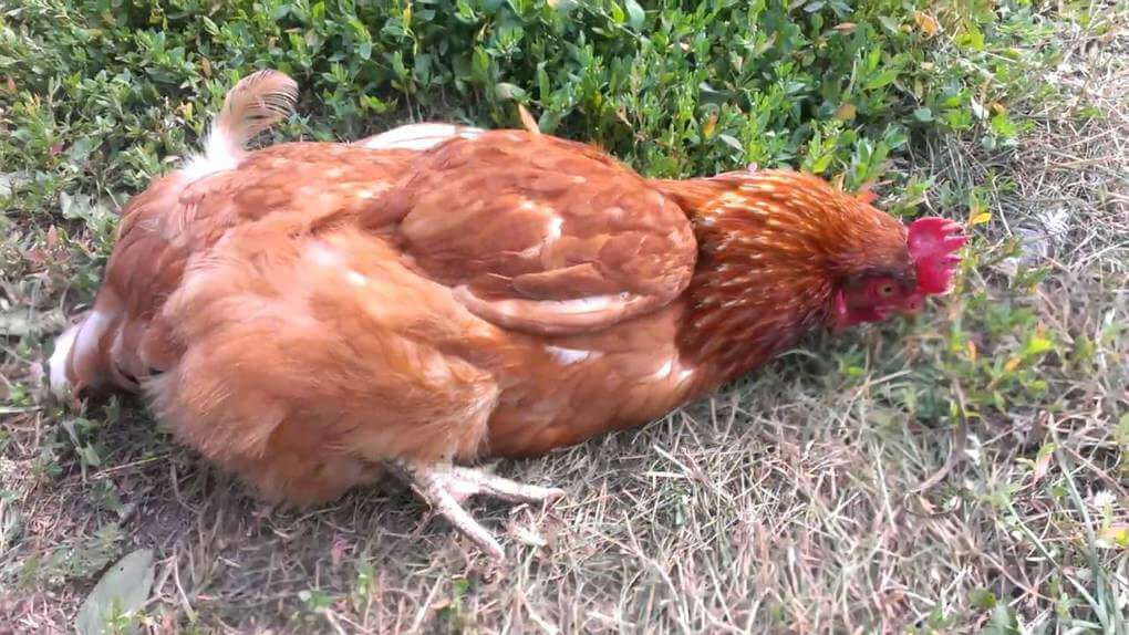 To Keep Themselves Safe, Chickens Sometimes Pretend To Be Dead