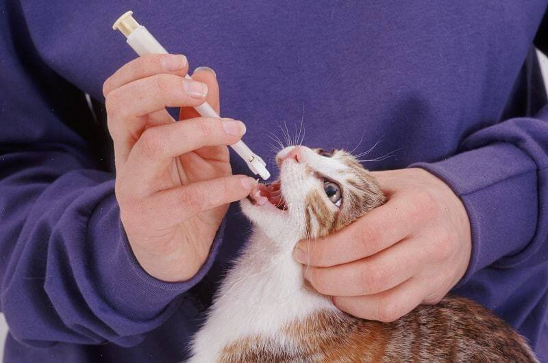When You Trying To Give Medicine To A Cat