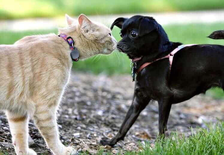 Cat Lovers Seek Affection, Dog Lovers Seek Friendship