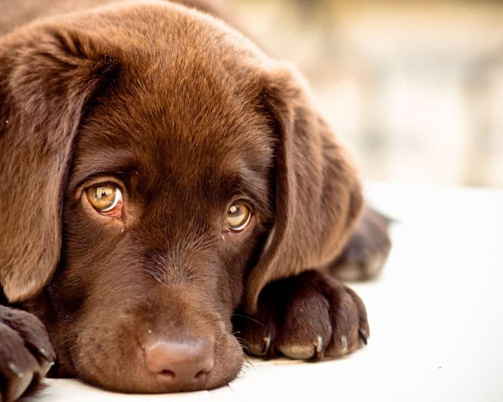 Prepare To Feel Guilty About Your Dog All The Time