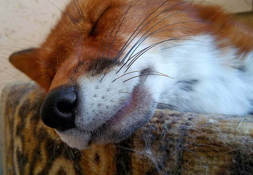 You Will Learn To Sleep As Long As Your Dog Sleeps