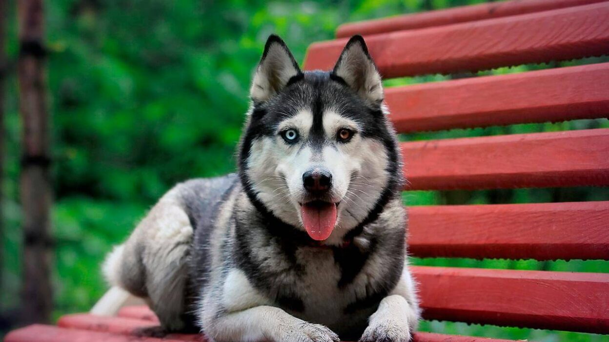 Husky