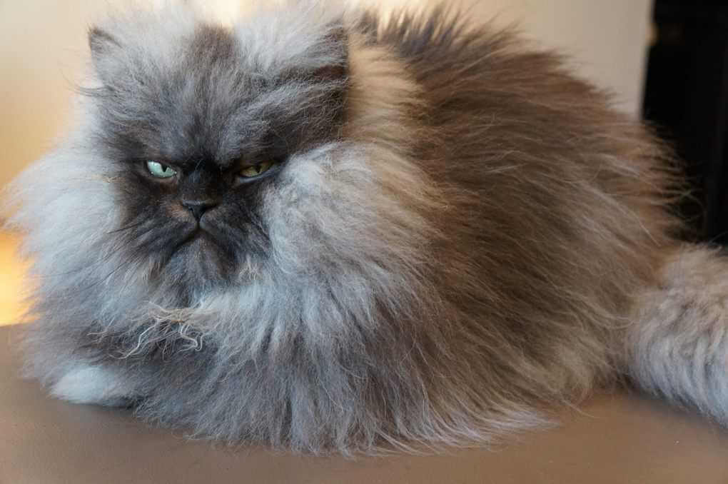 Colonel Meow, A Mixed Breed Of Persian And Himalayan Cat