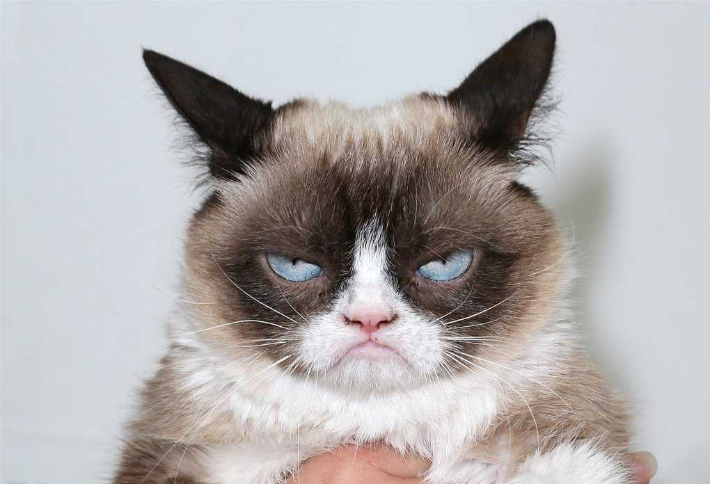 Grumpy Cat, Siamese Snowshoe