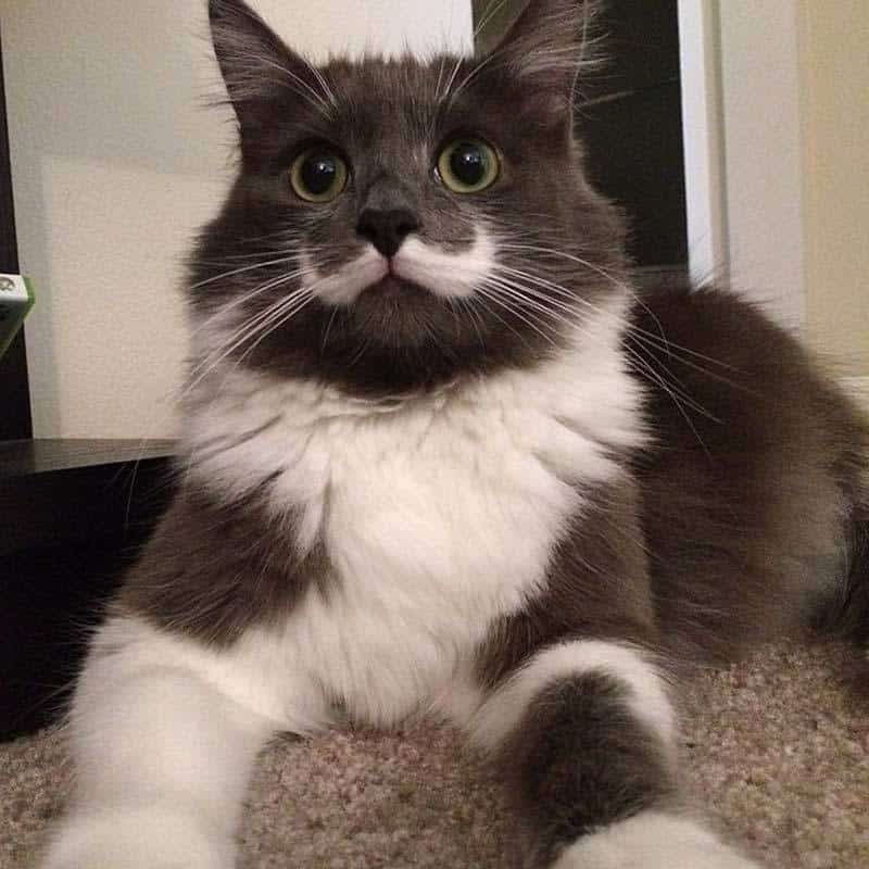 Hamilton, A Hipster Cat Of The Maine Coon Breed