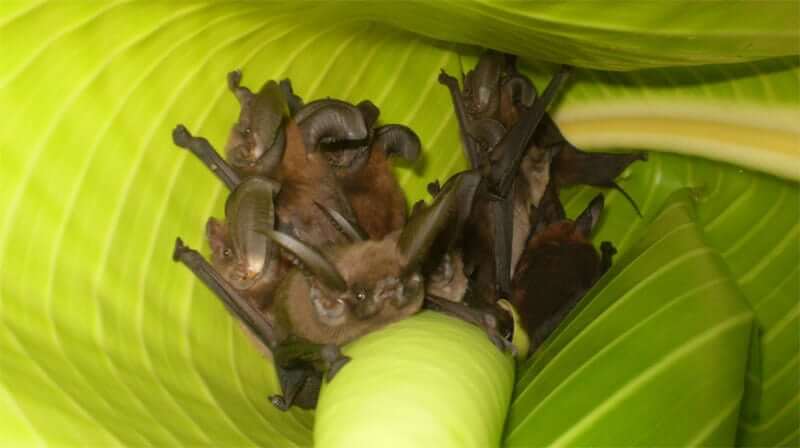 Madagascar Sucker Footed Bat