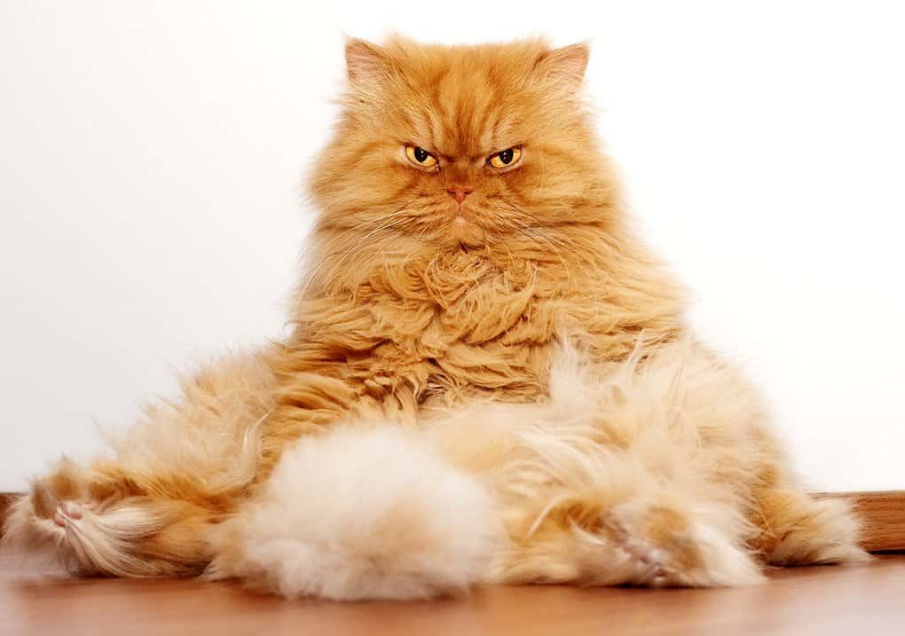 Persian Garfi Fluffy Cat