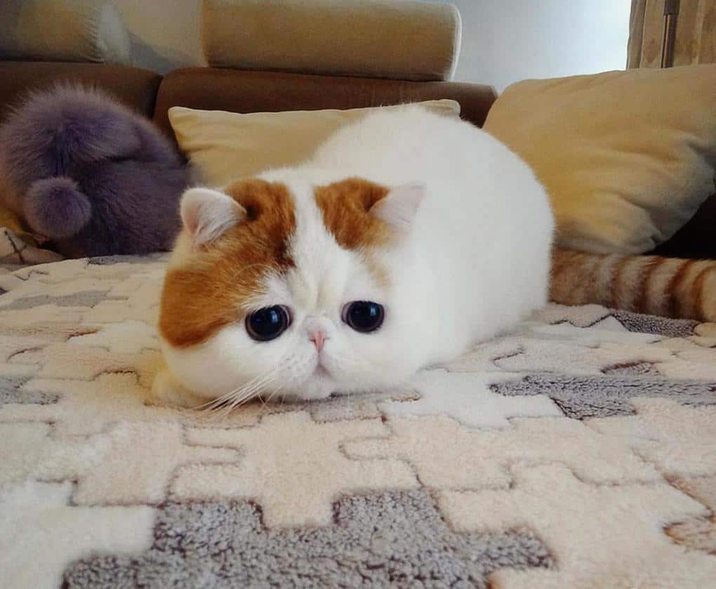 Snoopy Cat, Exotic Shorthair Breed