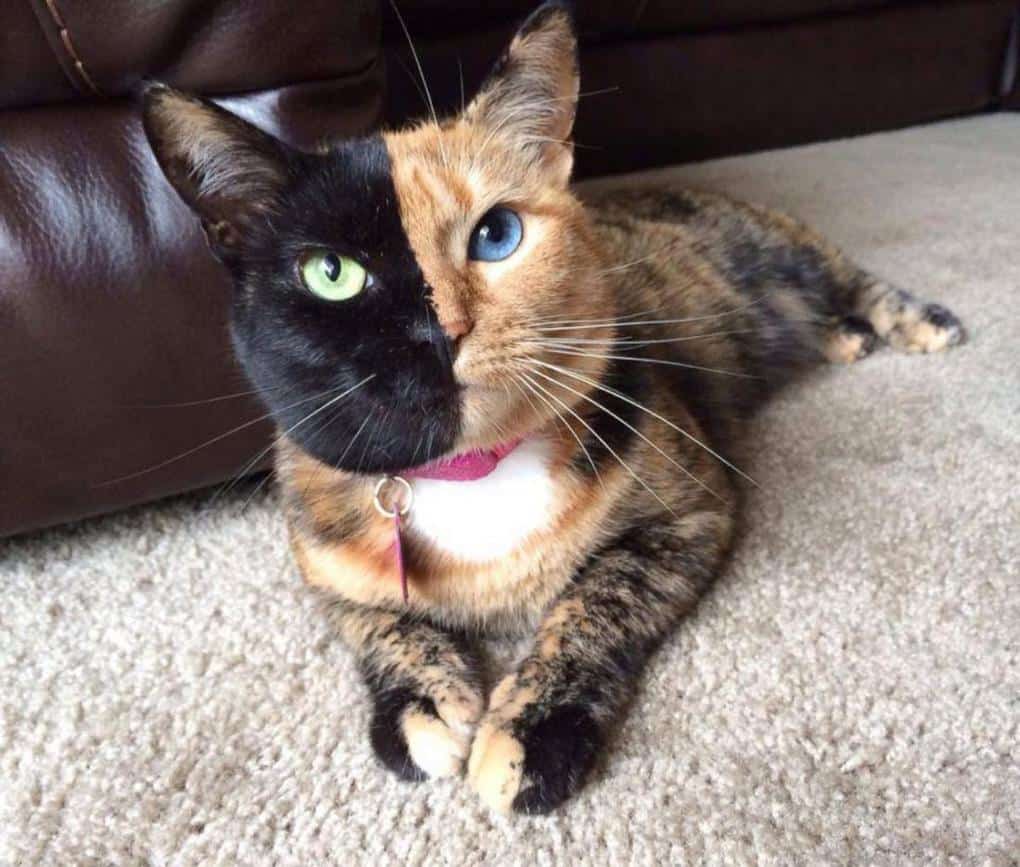 Venus, A Chimera Cat
