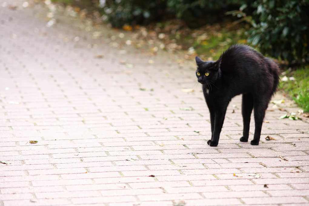 Black Cat Running Across The Road