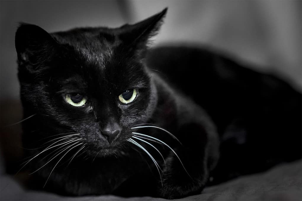 Black Cat Will Bring Good Luck To Its Owner