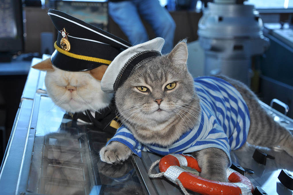 Cat On The Ship To Bring Good Luck