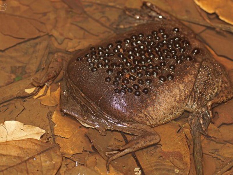 Common Surinam Toad