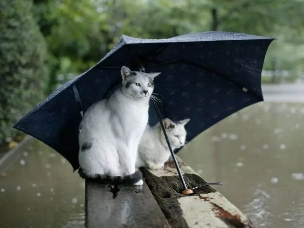 The Cat Is Sensitive To The Weather