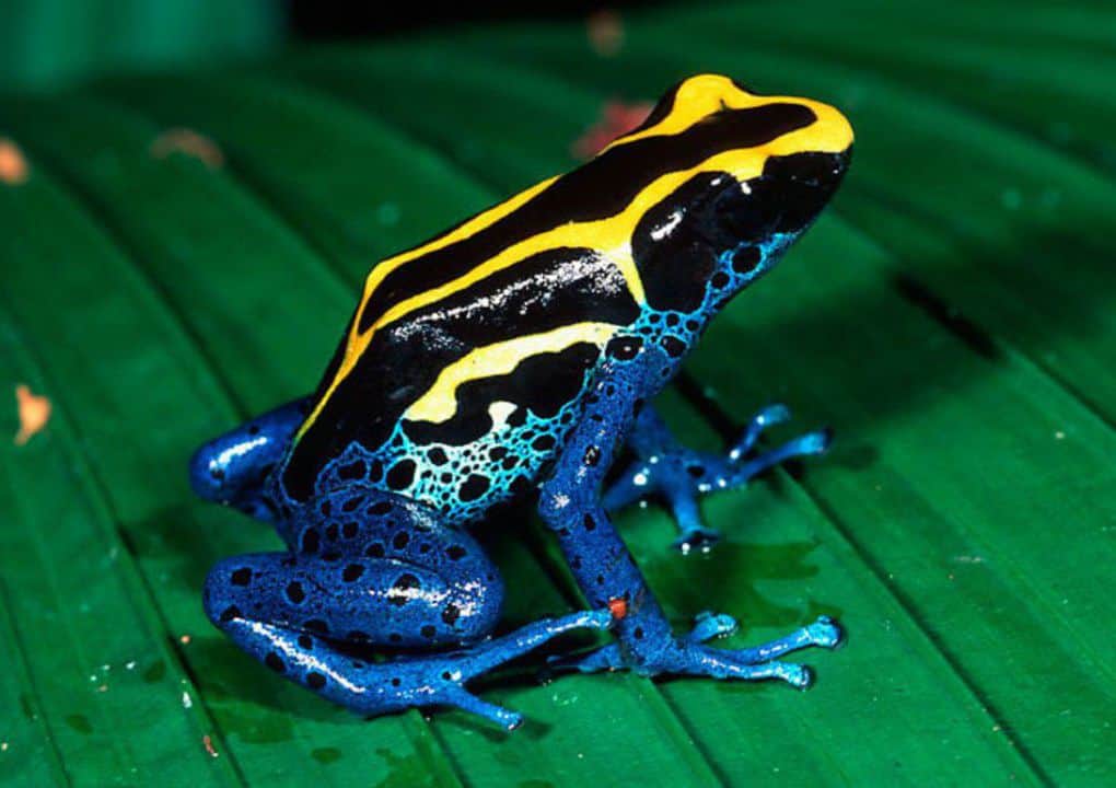 Zimmerman's Poison Frog