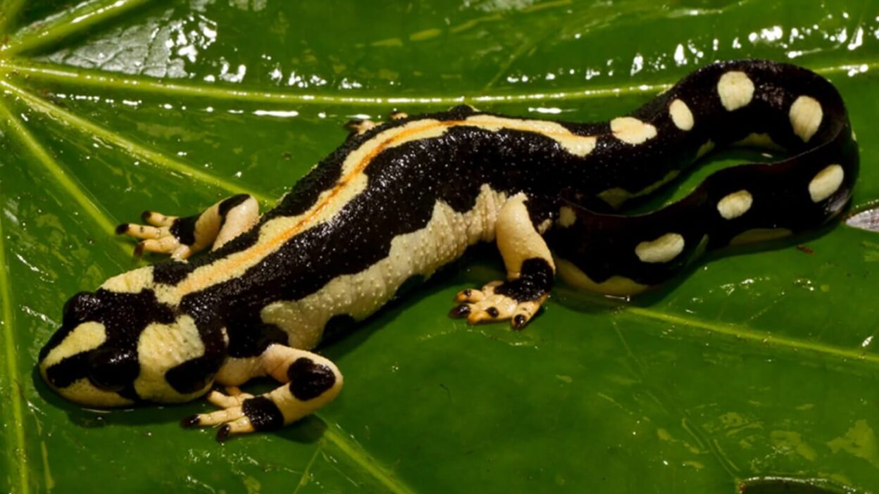 Unusual Amphibians