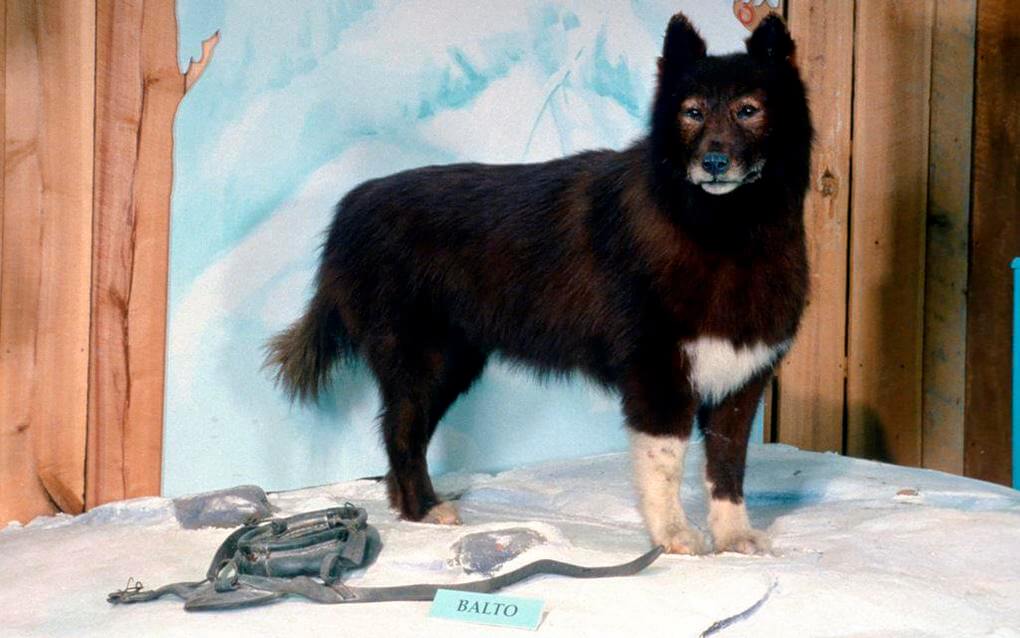 Balto Dog Save Children From Diphtheria
