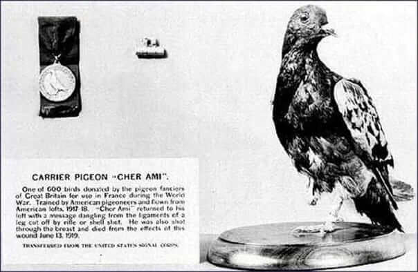 Cher Ami Pigeon Saved 194 Lives