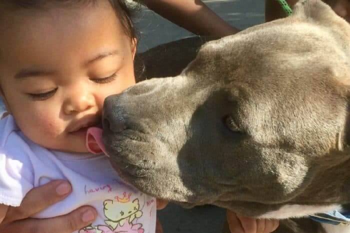 Pit Bull Saves Family From Fire
