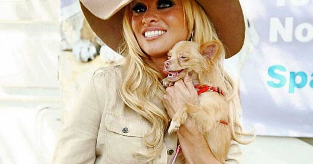 Pamela Anderson's Chihuahua