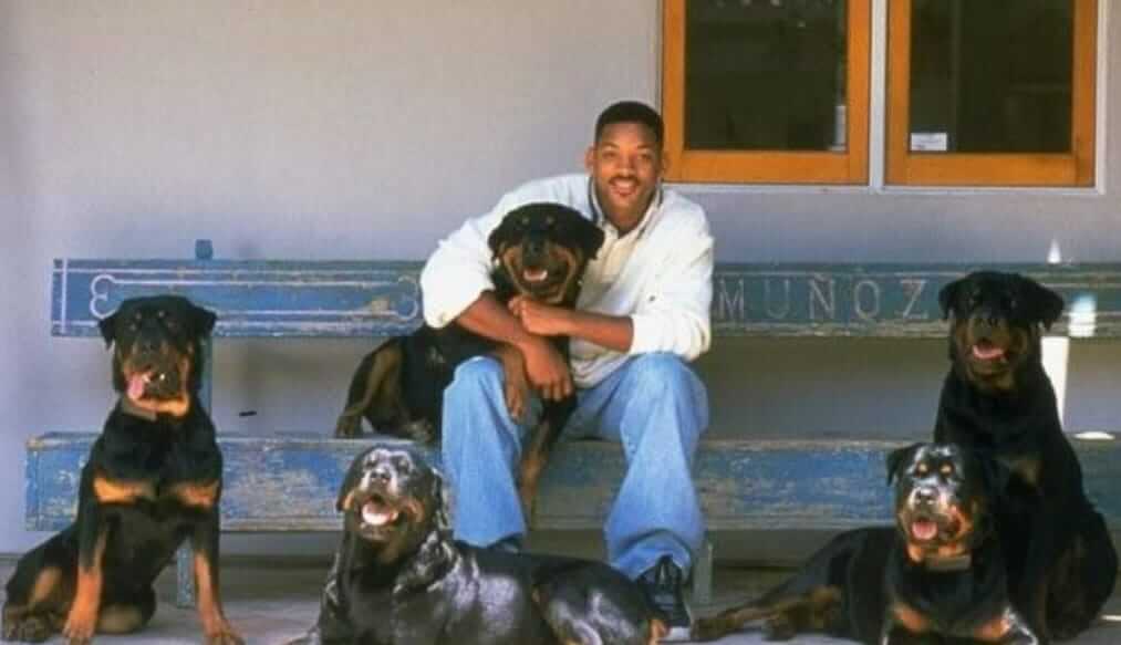 Will Smith's Rottweilers