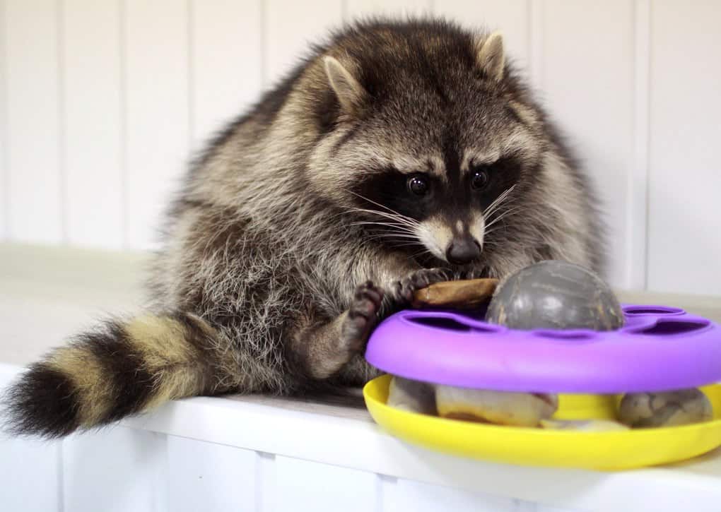 Raccoon Paws Are A Versatile Survival Tool