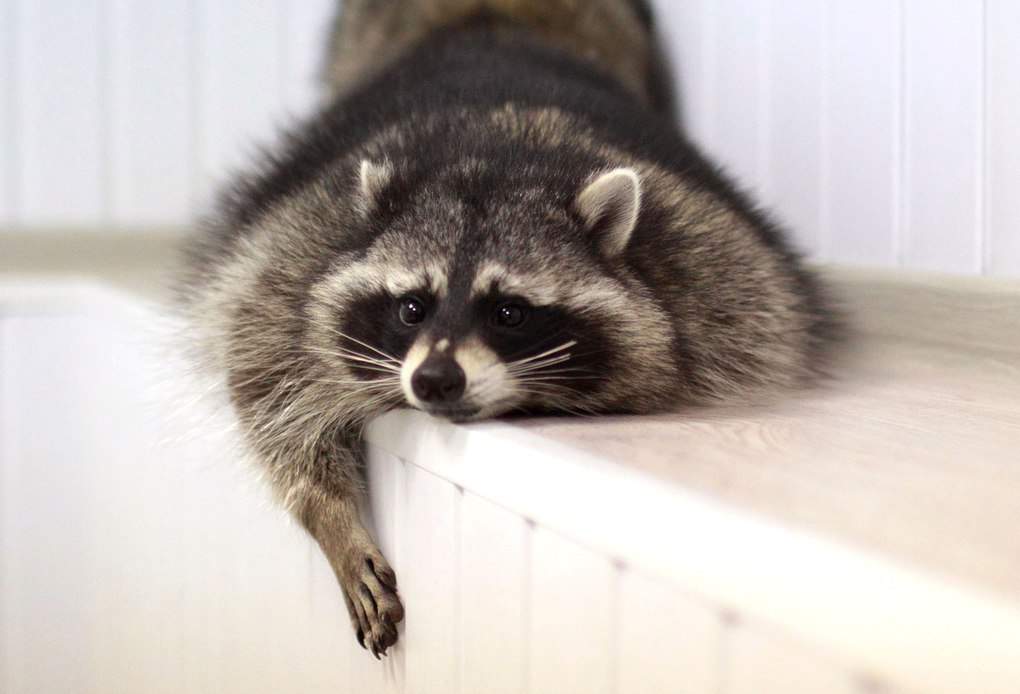 Raccoons Are Immune To Most Infectious Diseases