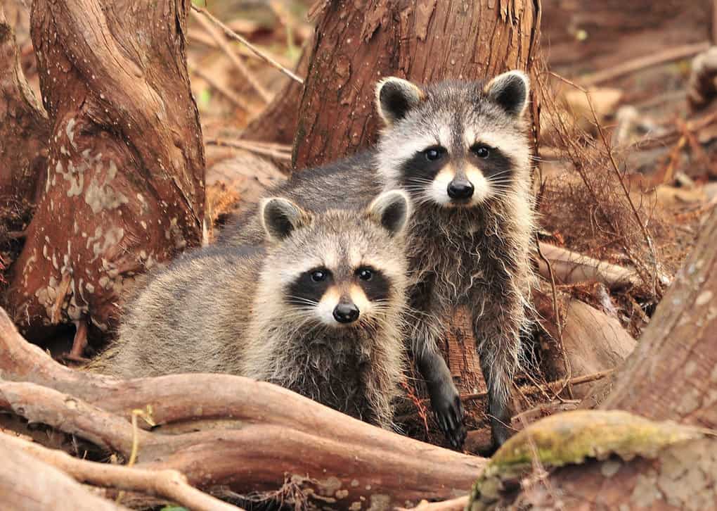 Raccoons Are Native To North America