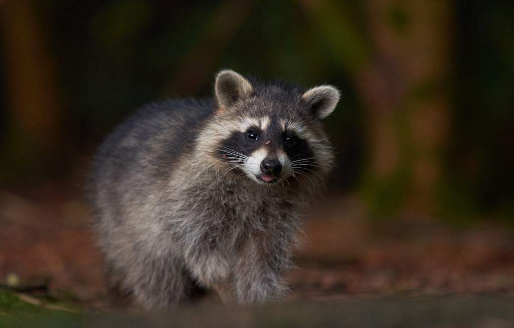 Raccoons Can Move Quickly Even In Total Darkness