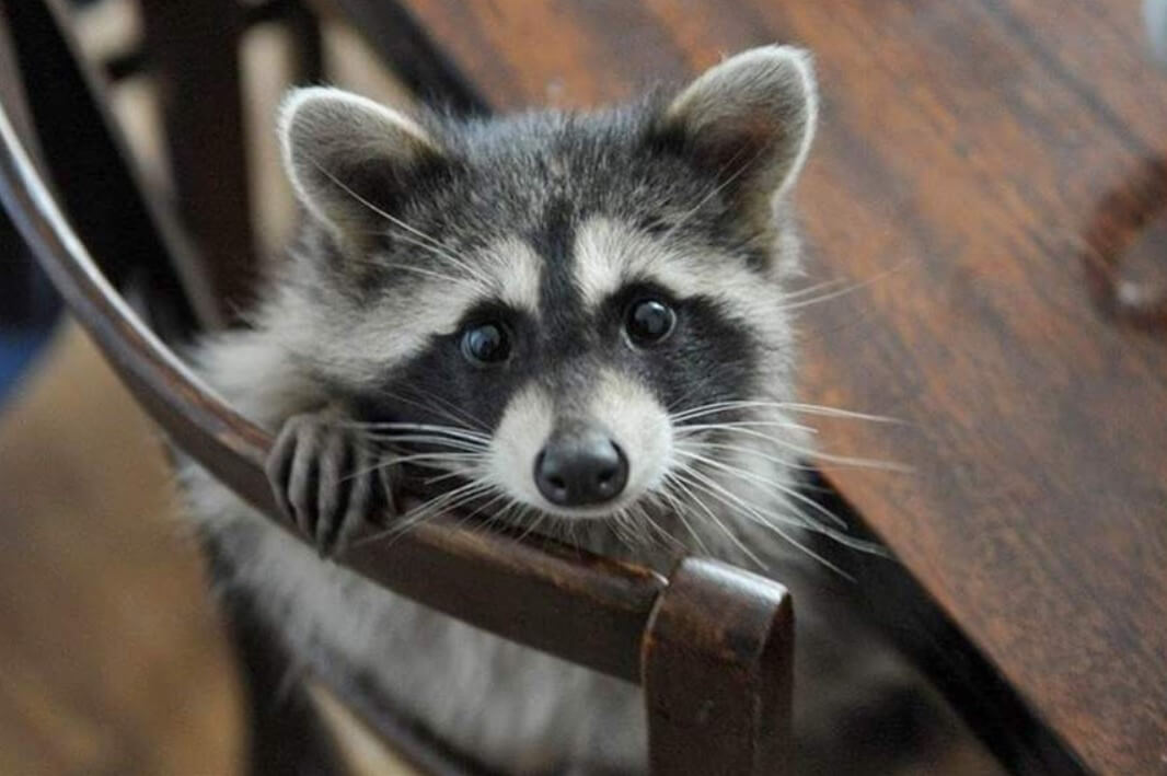 Raccoons Have A Very High IQ