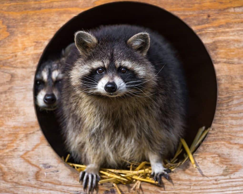 Raccoons Love To Live In Holes, But They Don't Know How To Dig Them