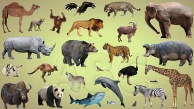 Endangered Animals