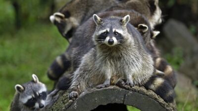 Raccoons