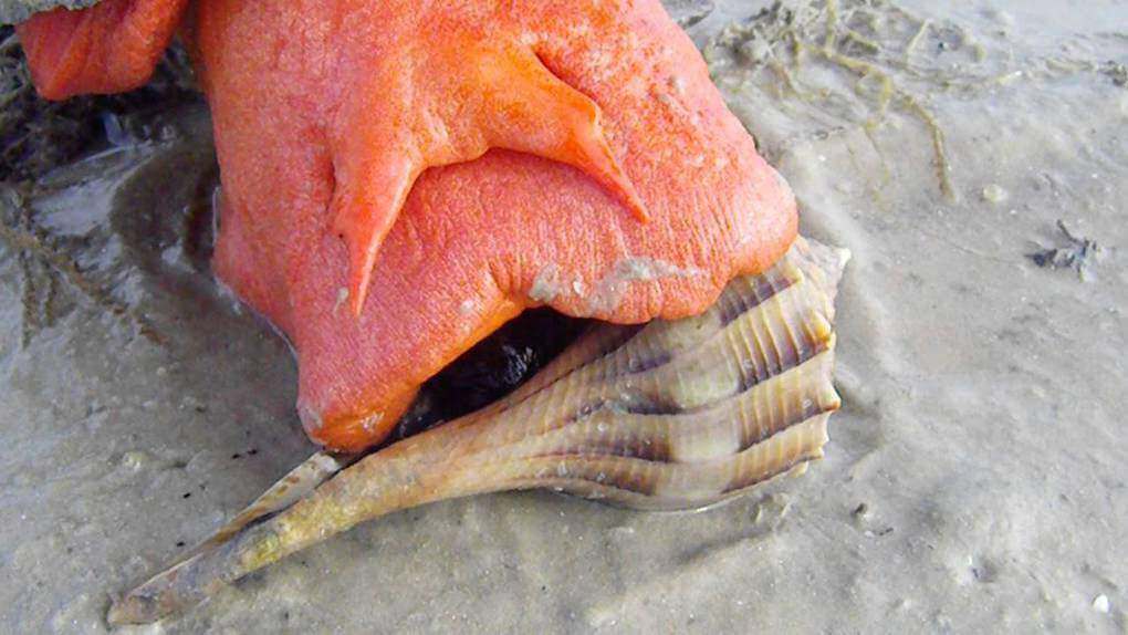 Florida Horse Conch