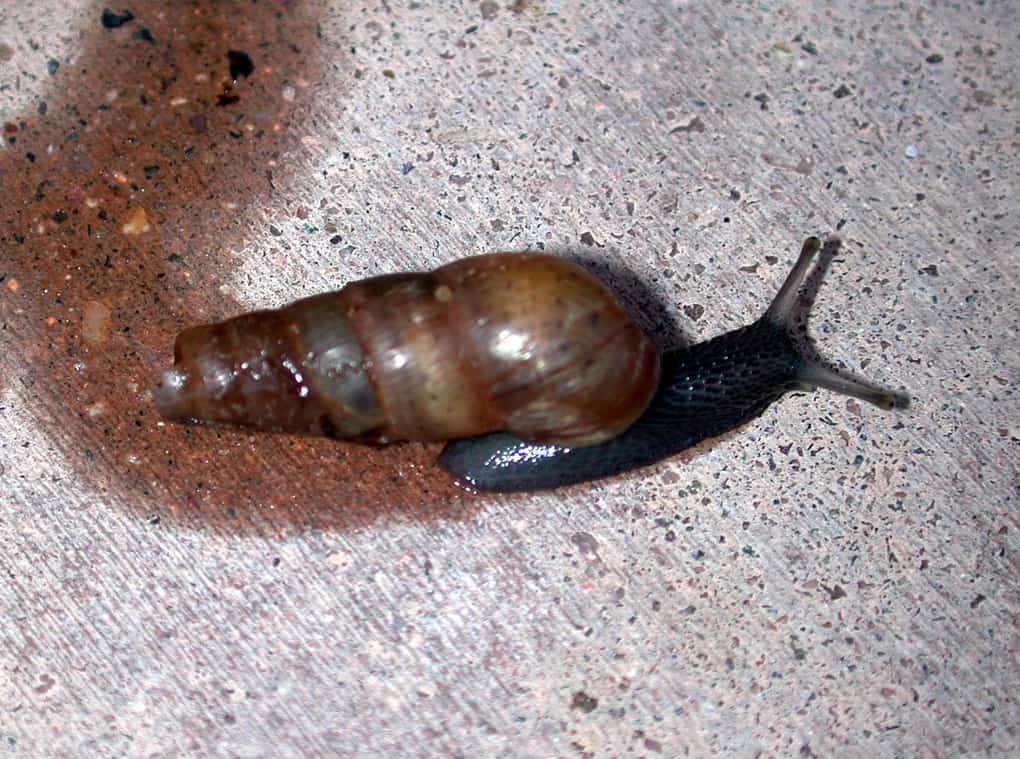Decollate snail