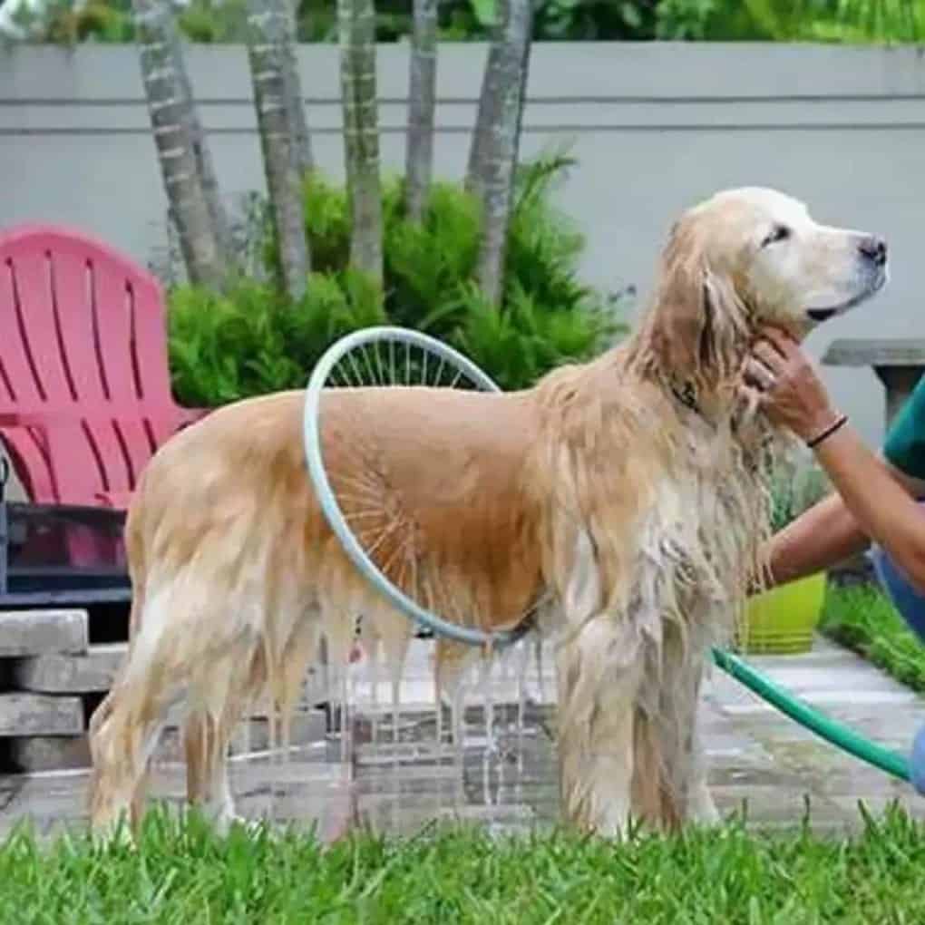 Ring Shower For Dogs