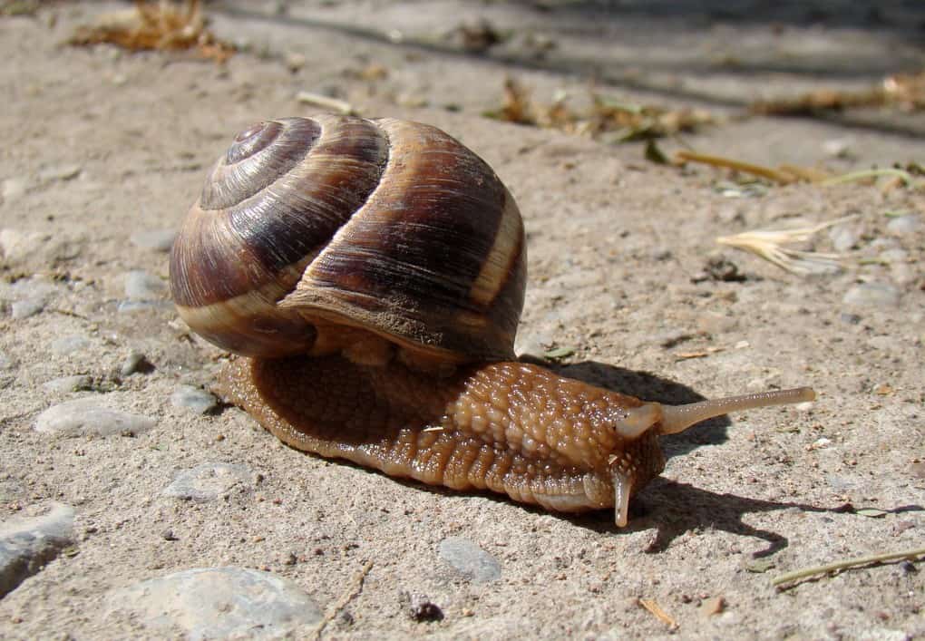 Turkish Snail