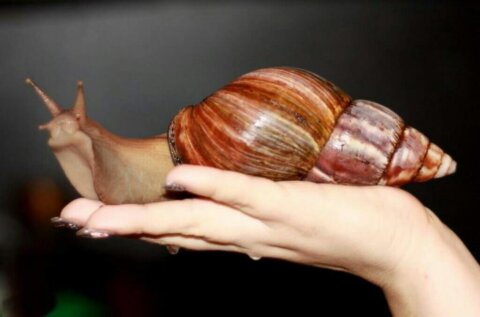 Biggest Snails