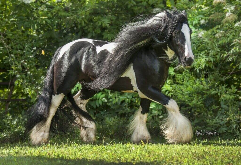 Most Beautiful Horse Breeds