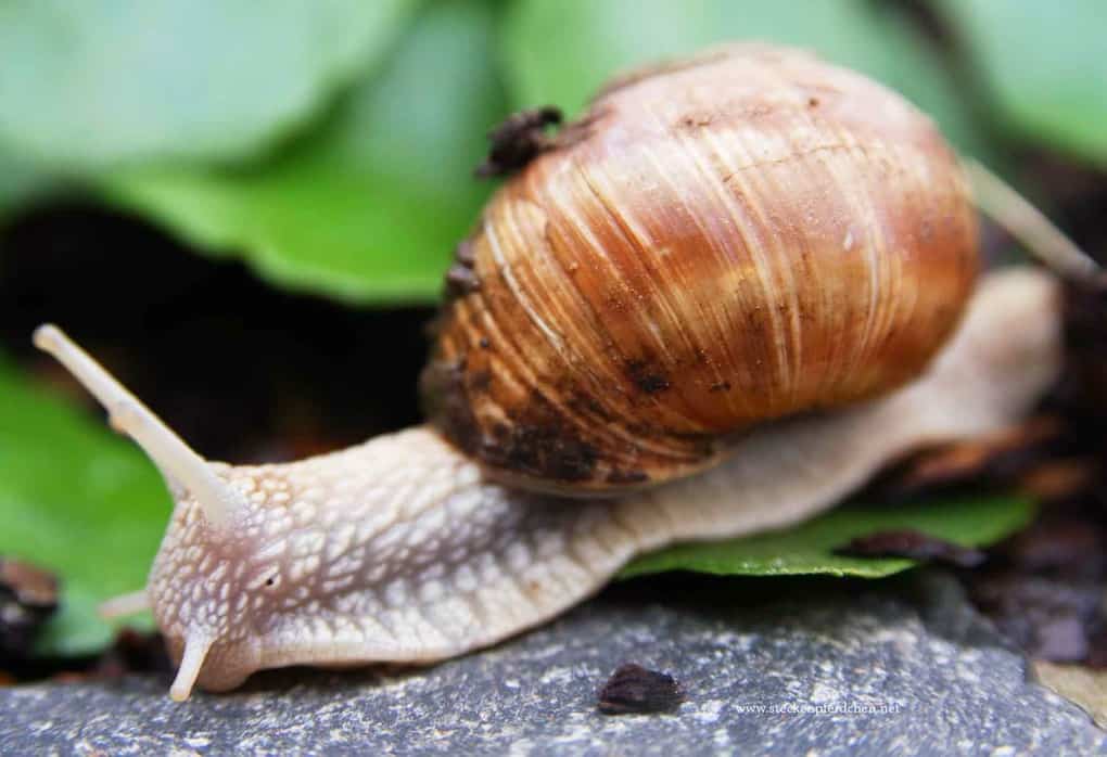 Giant African Snail