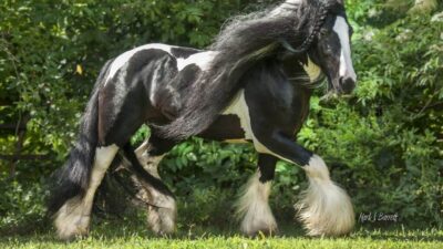 Most Beautiful Horse Breeds