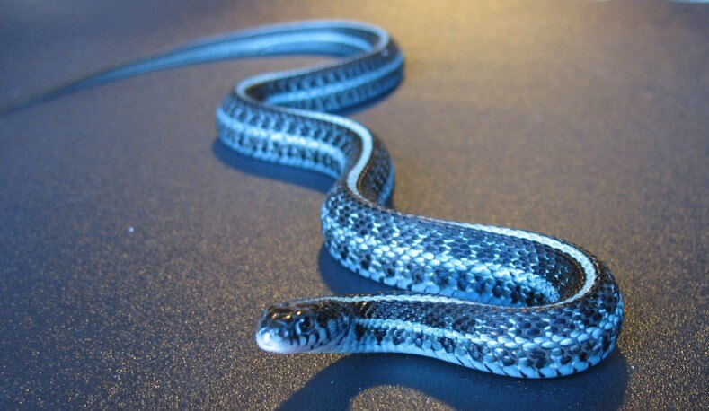 Blue Racer