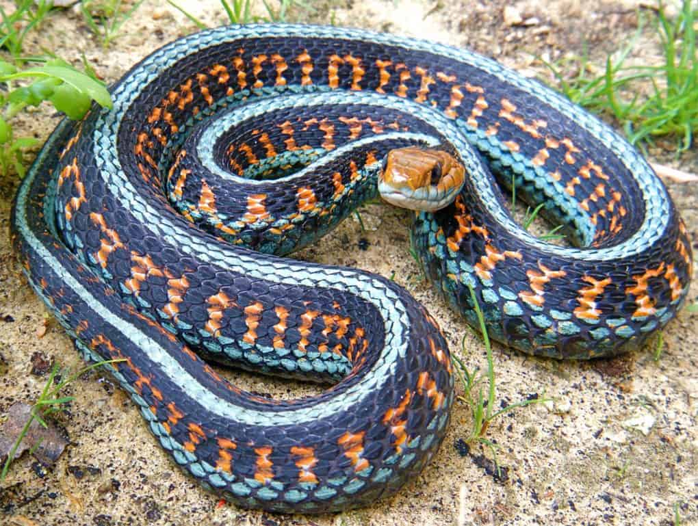 California Red Sided Garter Snake