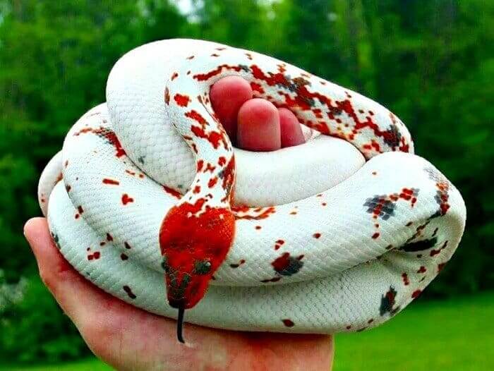 Dominican Mountain Boa