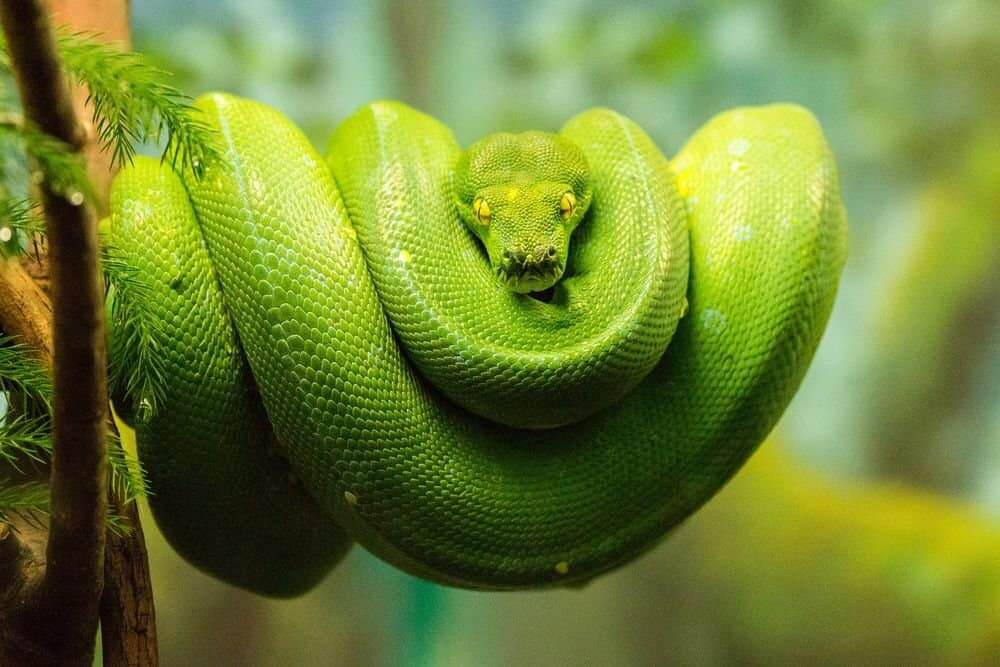 Green Tree Python