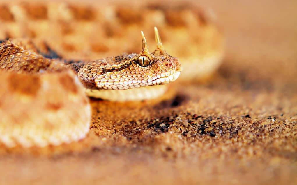 Horned Viper