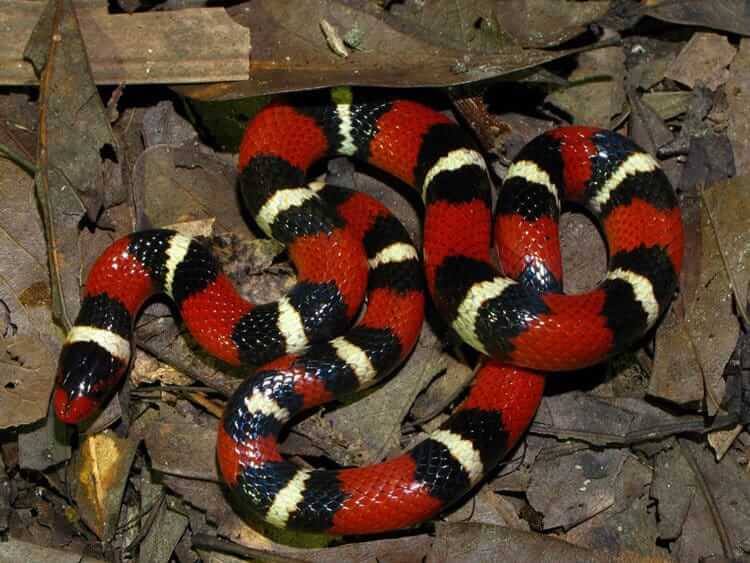 Milk Snake